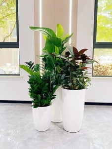 解锁宁波江北绿植租摆设计，畅享清新空间><div class=